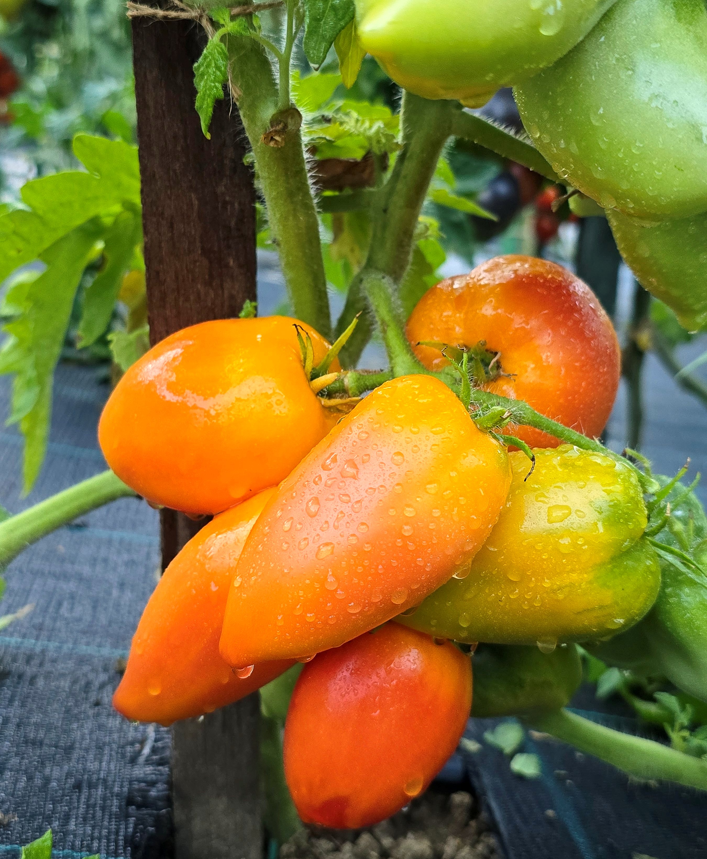 Pink Tomatoes: SUNKISSED PEACH Dwarf Tomato